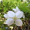 mock-orange-philadelphus-coronarius