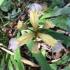 stinking-iris-iris-foetidissima