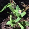 white-hawkweed-hieracium-albiflorum