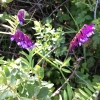 hairy-vetch-vicia-villosa