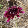 Pincushion flower (Scabiosa atropurpurea)
