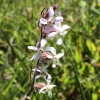 common catchfly (Silene gallica)