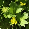 Spiny buttercup* (Ranunculus muricatus)