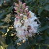 Buckeye (Aesculus californica)