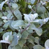 licoriceplant