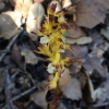 yellowcoralroot