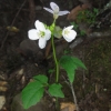 Milkmaids (Cardamine californica)