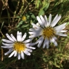 Common California aster 