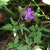 herb robert* (Geranium purpureum)