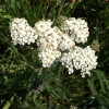 Common yarrow Achillea millefolium