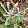Featherweed (Gamochaeta ustulata)