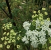 Poison Hemlock (Conium maculatum)