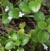 Yerba buena (Clinopodium douglasii)