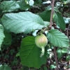 Hazelnut (Corylus cornuta)
