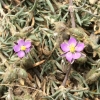 Ruby sandspurry* (Spergularia rubra)