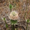 Fuller's teasel* (Dipsacus sativus)