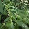 Clustered dock* (Rumex conglomeratus)