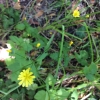 Nipplewort* (Lapsana communis)