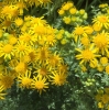 tansy-ragwort-senecio-jacobaea