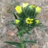 Coast tarweed (Madia sativa)