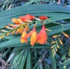 Montbretia* (Crocosmia ×crocosmiiflora)