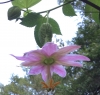passionflower (Passiflora mixta)