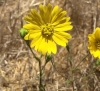 hayfieldtarweed (Hemizonia congesta s. lutescens)