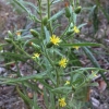 Stinkwort* (Dittrichia graveolens)