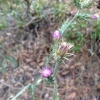 italianthistle