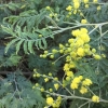 Green wattle* (acacia-decurrens)