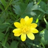 California buttercup (Ranunculus californicus)