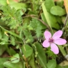 redstem filaree erodium-cicutarium