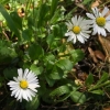 English daisy (bellis-perennis)