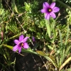 Blue eyed grass (Sisyrinchium bellum)