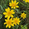 California goldfields (Lasthenia californica)