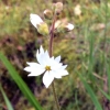 Woodland star (lithophragma-affine)