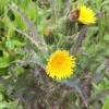 Prickly sow thistle (sonchus asper)