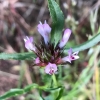 Tomcat clover (trifolium willdenovii)