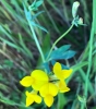 Narrow-leaf bird's foot trefoil Lotus tenuis