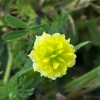 Shamrock clover* trifolium-dubium