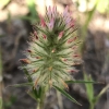 Narrow leaved clover trifolium-angustifolium