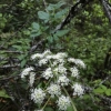 California angelica angelica-californica