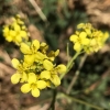 Short podded mustard hirschfeldia-incana