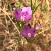 Purple clarkia clarkia purpurea-quadrivulnera