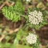 American wild carrot daucus-pusillus