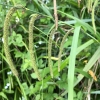 carex-pendula