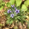 Skunkweed (navarretia squarrosa)