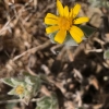 Hairy golden aster heterotheca-sessilflora-ssp-bolanderi