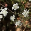 Hedge parsley torilisarvensis