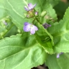 American speedwell veronica-americana